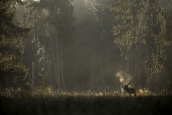foret